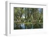 Willow Trees (Salix) Growing in Water, Lake Skadar, Lake Skadar National Park, Montenegro, May 2008-Radisics-Framed Photographic Print