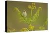 Willow Warbler (Phylloscopus Trochilus) Perched on Bracken, Murlough Nr, Northern Ireland, UK-Ben Hall-Stretched Canvas