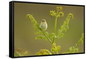 Willow Warbler (Phylloscopus Trochilus) Perched on Bracken, Murlough Nr, Northern Ireland, UK-Ben Hall-Framed Stretched Canvas