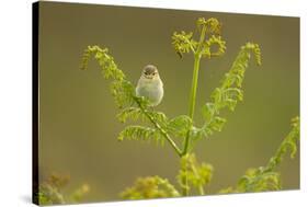 Willow Warbler (Phylloscopus Trochilus) Perched on Bracken, Murlough Nr, Northern Ireland, UK-Ben Hall-Stretched Canvas