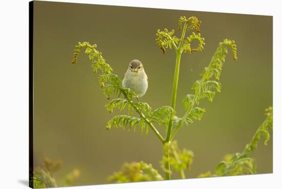 Willow Warbler (Phylloscopus Trochilus) Perched on Bracken, Murlough Nr, Northern Ireland, UK-Ben Hall-Stretched Canvas