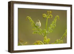 Willow Warbler (Phylloscopus Trochilus) Perched on Bracken, Murlough Nr, Northern Ireland, UK-Ben Hall-Framed Photographic Print