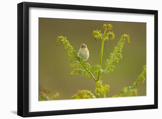 Willow Warbler (Phylloscopus Trochilus) Perched on Bracken, Murlough Nr, Northern Ireland, UK-Ben Hall-Framed Photographic Print