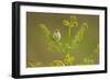 Willow Warbler (Phylloscopus Trochilus) Perched on Bracken, Murlough Nr, Northern Ireland, UK-Ben Hall-Framed Photographic Print