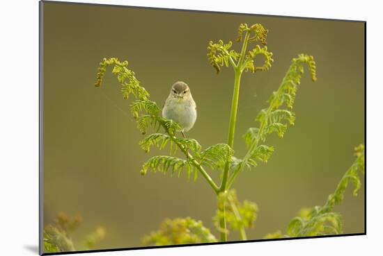 Willow Warbler (Phylloscopus Trochilus) Perched on Bracken, Murlough Nr, Northern Ireland, UK-Ben Hall-Mounted Photographic Print