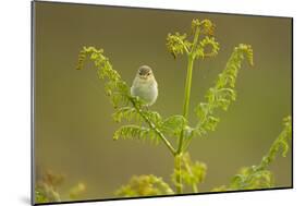 Willow Warbler (Phylloscopus Trochilus) Perched on Bracken, Murlough Nr, Northern Ireland, UK-Ben Hall-Mounted Photographic Print