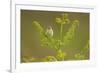 Willow Warbler (Phylloscopus Trochilus) Perched on Bracken, Murlough Nr, Northern Ireland, UK-Ben Hall-Framed Photographic Print