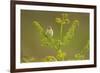 Willow Warbler (Phylloscopus Trochilus) Perched on Bracken, Murlough Nr, Northern Ireland, UK-Ben Hall-Framed Photographic Print