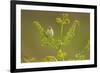 Willow Warbler (Phylloscopus Trochilus) Perched on Bracken, Murlough Nr, Northern Ireland, UK-Ben Hall-Framed Photographic Print