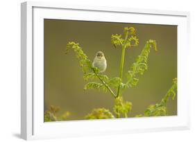 Willow Warbler (Phylloscopus Trochilus) Perched on Bracken, Murlough Nr, Northern Ireland, UK-Ben Hall-Framed Photographic Print