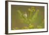 Willow Warbler (Phylloscopus Trochilus) Perched on Bracken, Murlough Nr, Northern Ireland, UK-Ben Hall-Framed Photographic Print