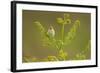 Willow Warbler (Phylloscopus Trochilus) Perched on Bracken, Murlough Nr, Northern Ireland, UK-Ben Hall-Framed Photographic Print