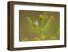 Willow Warbler (Phylloscopus Trochilus) Perched on Bracken, Murlough Nr, Northern Ireland, UK-Ben Hall-Framed Photographic Print