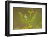 Willow Warbler (Phylloscopus Trochilus) Perched on Bracken, Murlough Nr, Northern Ireland, UK-Ben Hall-Framed Photographic Print