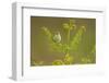 Willow Warbler (Phylloscopus Trochilus) Perched on Bracken, Murlough Nr, Northern Ireland, UK-Ben Hall-Framed Photographic Print