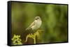 Willow Warbler (Phylloscopus Trochilus) Perched on Fern with Prey, Murlough Nr, Northern Ireland-Ben Hall-Framed Stretched Canvas