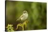 Willow Warbler (Phylloscopus Trochilus) Perched on Fern with Prey, Murlough Nr, Northern Ireland-Ben Hall-Stretched Canvas