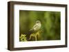 Willow Warbler (Phylloscopus Trochilus) Perched on Fern with Prey, Murlough Nr, Northern Ireland-Ben Hall-Framed Premium Photographic Print