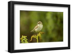 Willow Warbler (Phylloscopus Trochilus) Perched on Fern with Prey, Murlough Nr, Northern Ireland-Ben Hall-Framed Premium Photographic Print