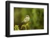 Willow Warbler (Phylloscopus Trochilus) Perched on Fern with Prey, Murlough Nr, Northern Ireland-Ben Hall-Framed Premium Photographic Print