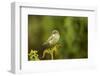 Willow Warbler (Phylloscopus Trochilus) Perched on Fern with Prey, Murlough Nr, Northern Ireland-Ben Hall-Framed Photographic Print