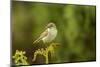 Willow Warbler (Phylloscopus Trochilus) Perched on Fern with Prey, Murlough Nr, Northern Ireland-Ben Hall-Mounted Photographic Print