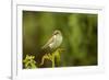 Willow Warbler (Phylloscopus Trochilus) Perched on Fern with Prey, Murlough Nr, Northern Ireland-Ben Hall-Framed Photographic Print