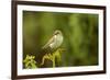 Willow Warbler (Phylloscopus Trochilus) Perched on Fern with Prey, Murlough Nr, Northern Ireland-Ben Hall-Framed Photographic Print