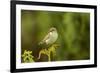 Willow Warbler (Phylloscopus Trochilus) Perched on Fern with Prey, Murlough Nr, Northern Ireland-Ben Hall-Framed Photographic Print