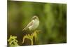 Willow Warbler (Phylloscopus Trochilus) Perched on Fern with Prey, Murlough Nr, Northern Ireland-Ben Hall-Mounted Photographic Print