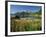 Willowherb Beside Lake and Boat at Anchor, Lofoten Islands, Norway, Scandinavia, Europe-Groenendijk Peter-Framed Photographic Print