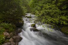 Schwarzbach River-Willowisp-Photographic Print