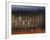 Willows Edge-Tim O'toole-Framed Giclee Print