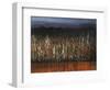 Willows Edge-Tim O'toole-Framed Premium Giclee Print