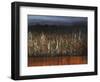 Willows Edge-Tim O'toole-Framed Giclee Print