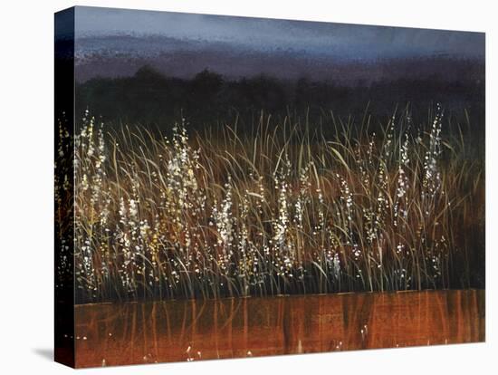 Willows Edge-Tim O'toole-Stretched Canvas
