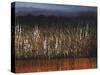 Willows Edge-Tim O'toole-Stretched Canvas