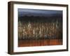 Willows Edge-Tim O'toole-Framed Giclee Print