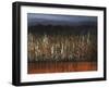 Willows Edge-Tim O'toole-Framed Giclee Print