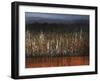 Willows Edge-Tim O'toole-Framed Giclee Print