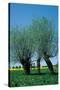 Willows In The Spring-null-Stretched Canvas