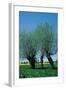 Willows In The Spring-null-Framed Art Print