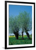 Willows In The Spring-null-Framed Art Print