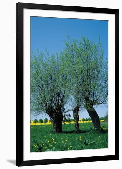 Willows In The Spring-null-Framed Art Print