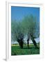 Willows In The Spring-null-Framed Art Print