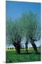 Willows In The Spring-null-Mounted Art Print