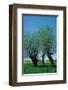 Willows In The Spring-null-Framed Art Print