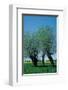 Willows In The Spring-null-Framed Art Print