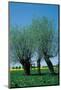Willows In The Spring-null-Mounted Art Print