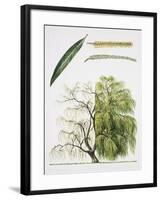 Willows (Salix Sp.)-null-Framed Giclee Print